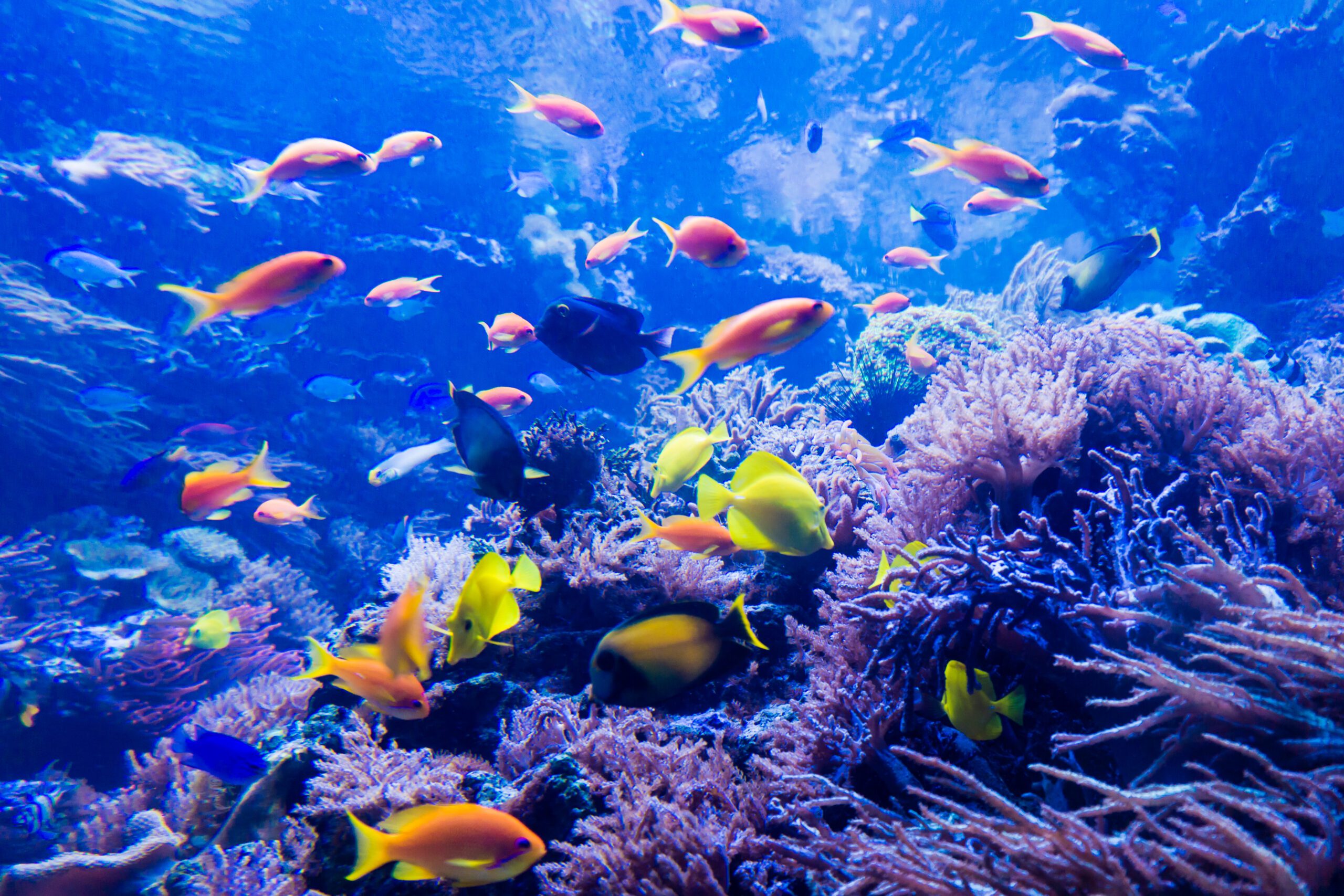 Mondo sottomarino con pesci e barriera corallina - Pesci e acquacoltura - Ecopool Service