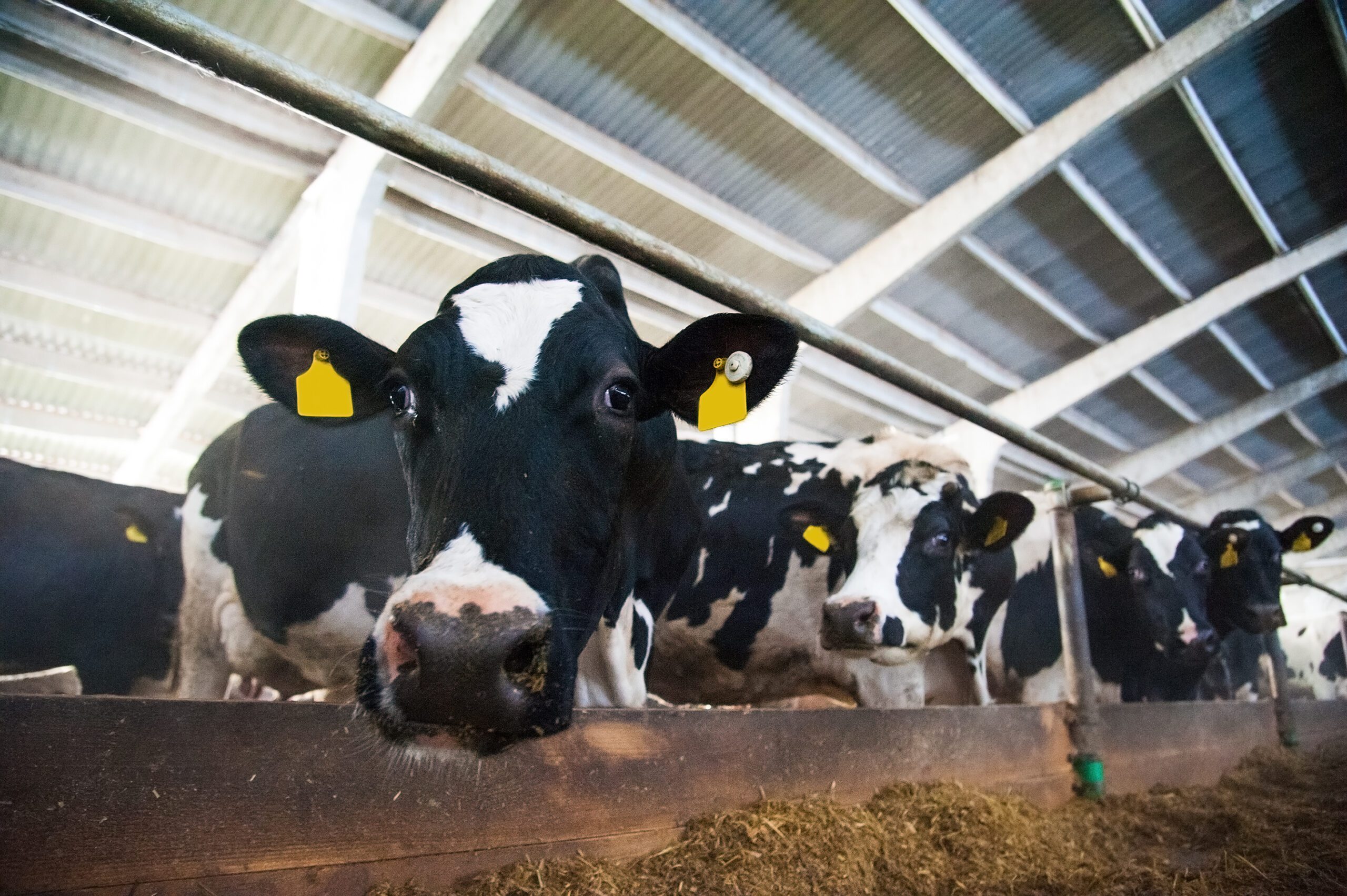 Mucche in una fattoria - Bovini - Ecopool Service