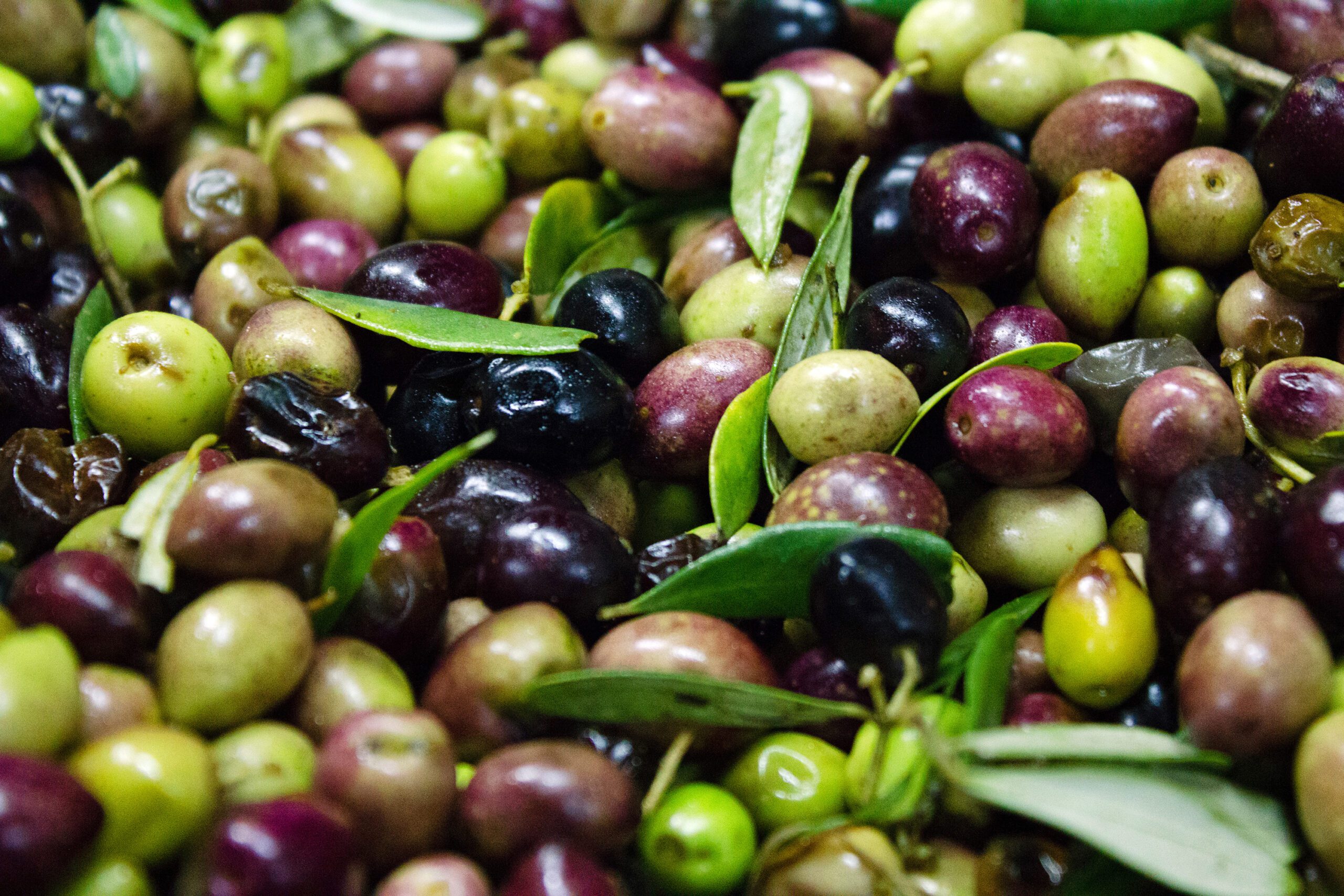 Olive - Filiera delle olive - Ecopool Service