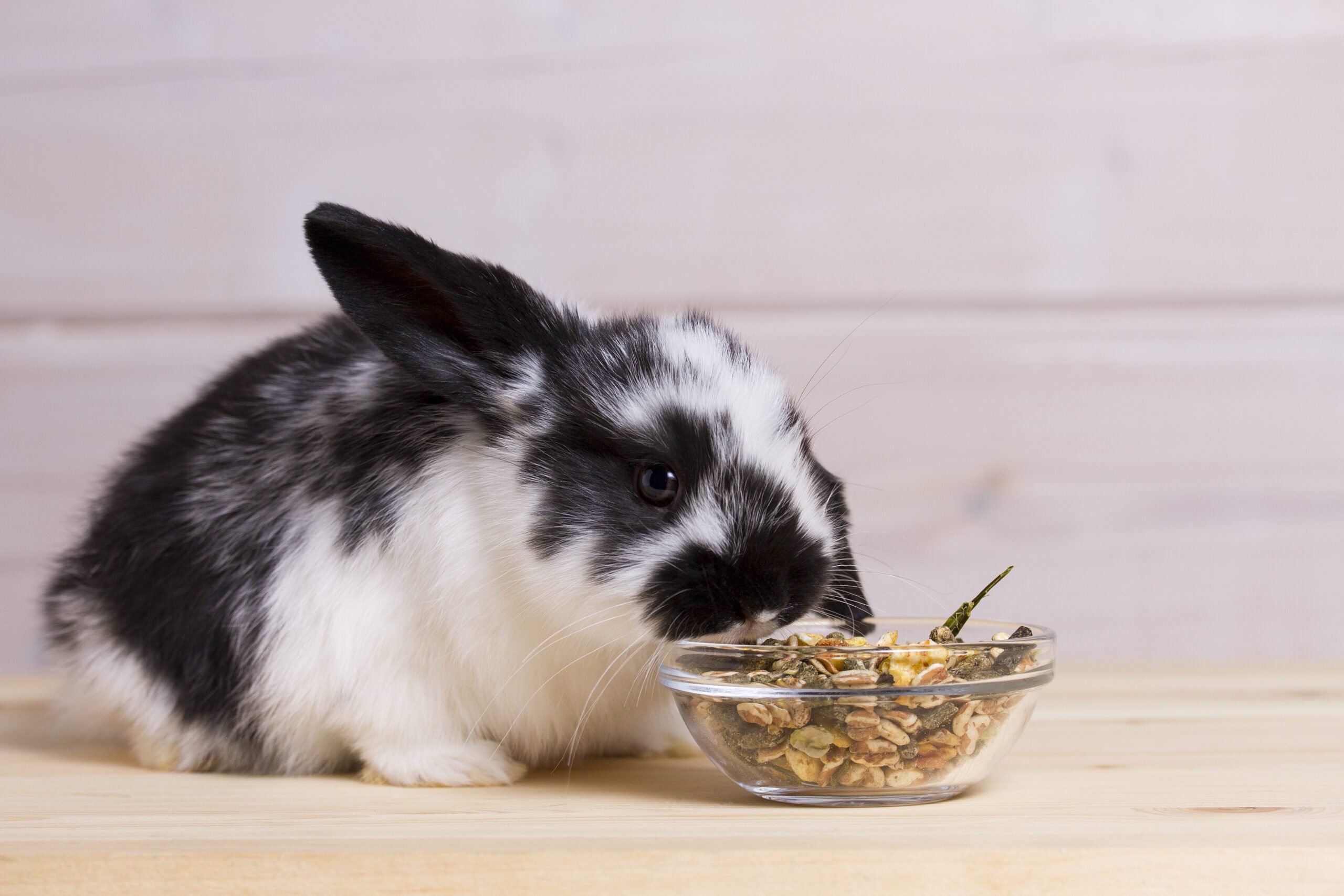 Coniglio che mangia da una ciotola in vetro - Ecopool Service