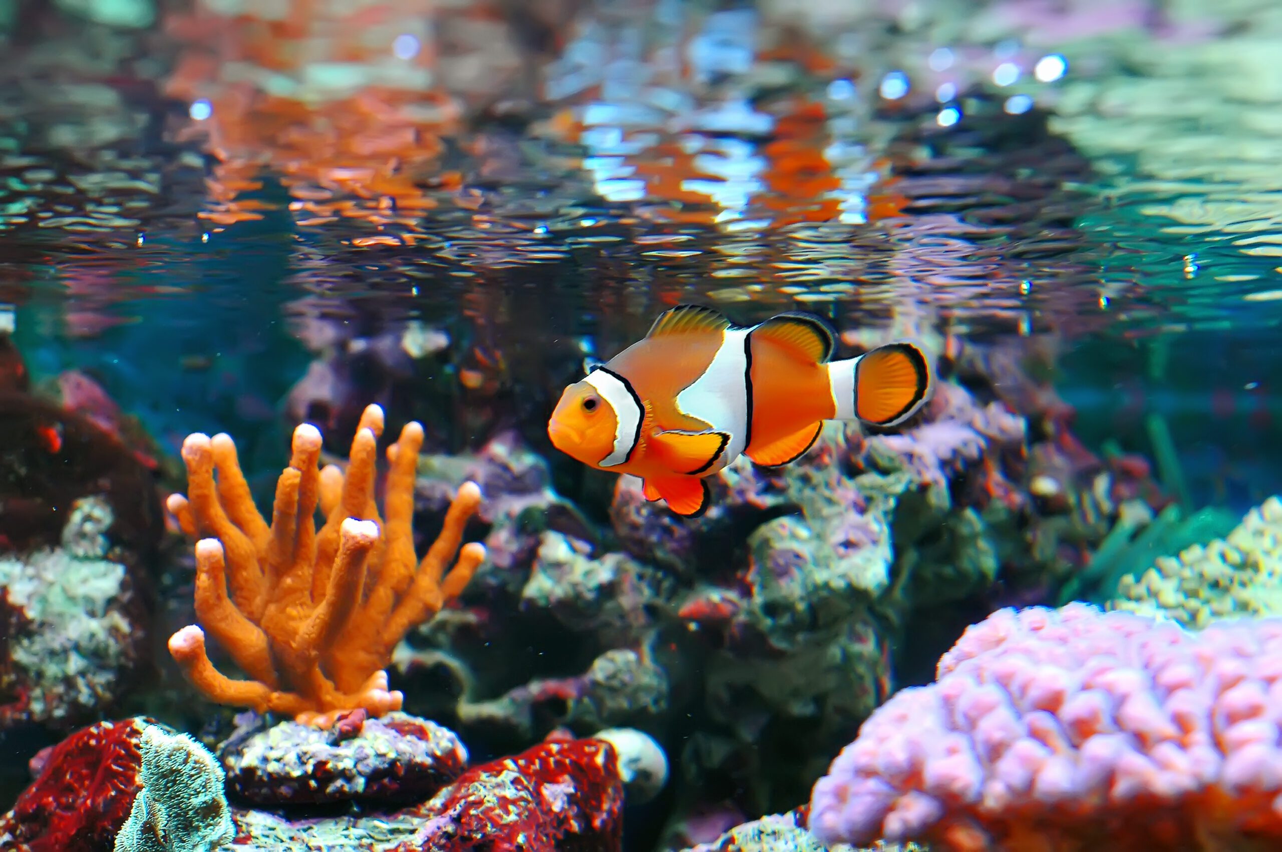 Pesce Pagliaccio che nuova nella barriera corallina - Acquariologia - Ecopool Service